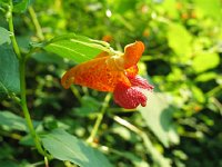 Jewelweed (Large)